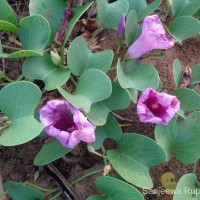 Ipomoea pes-caprae (L.) R.Br.